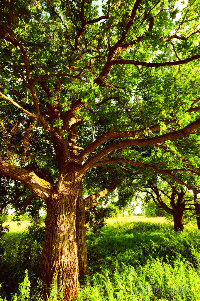 在清晨的阳光下橡树