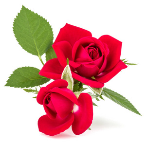 红玫瑰鲜花花束孤立图片