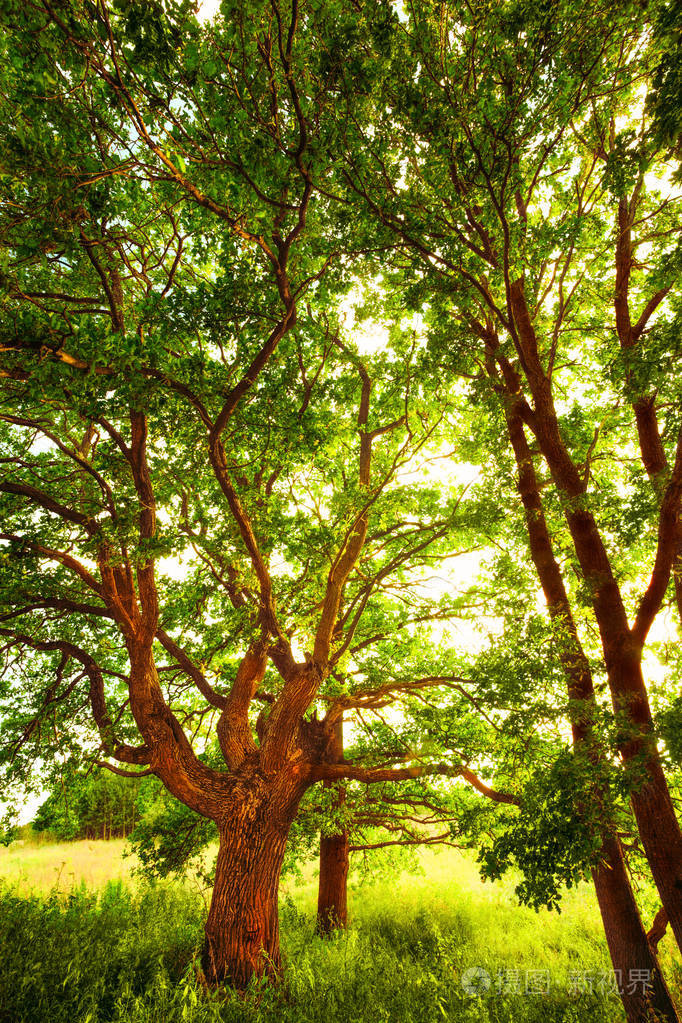 在清晨的阳光下橡树
