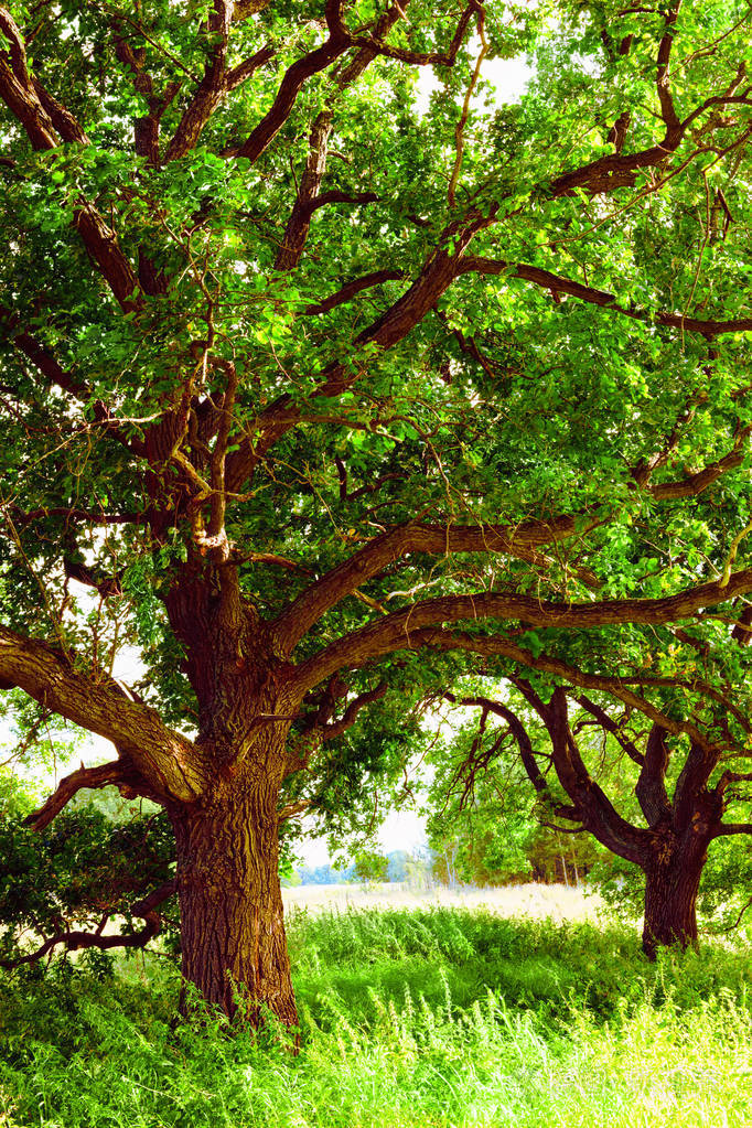 在清晨的阳光下橡树