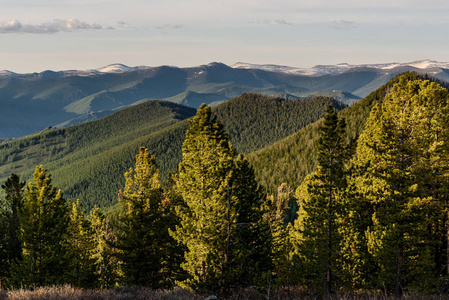 旅行和冒险.全景图.进了树林.天际线.树木 fogfog山和森林.