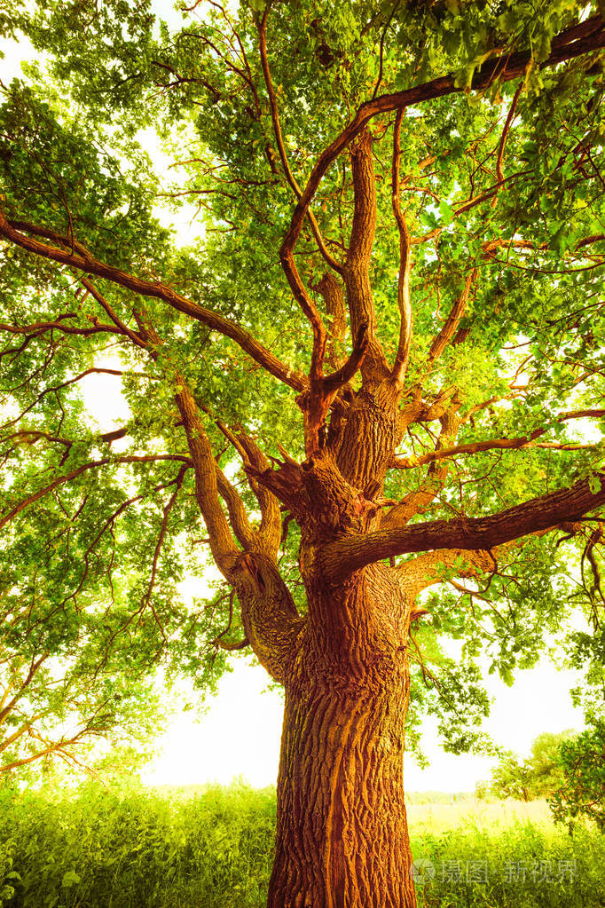 在清晨的阳光下橡树