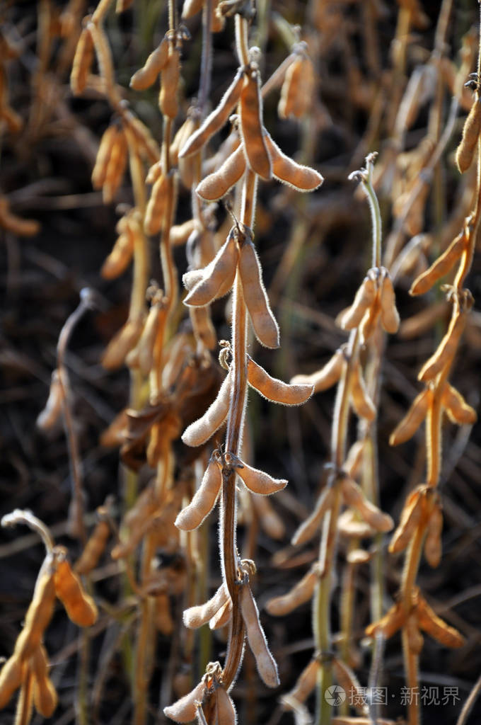 成熟大豆pods4茎