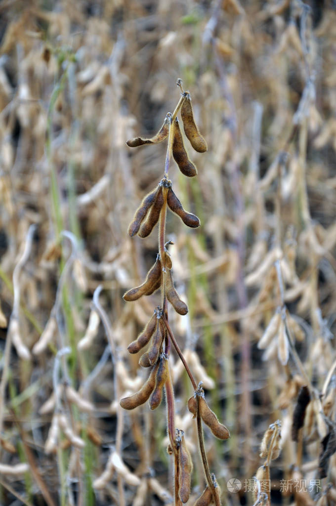 成熟大豆pods10茎