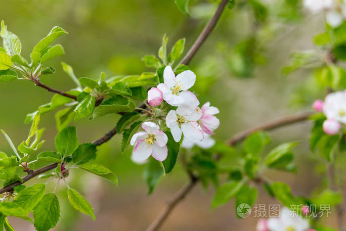 春天在果园,春天公园,樱桃园美丽绽放苹果树,苹果枝盛开