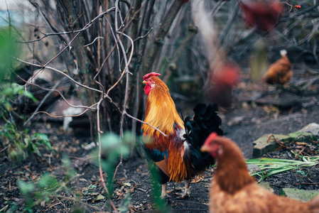 土鸡土鸡蛋图片