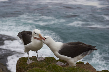 黑眉信天翁求爱照片