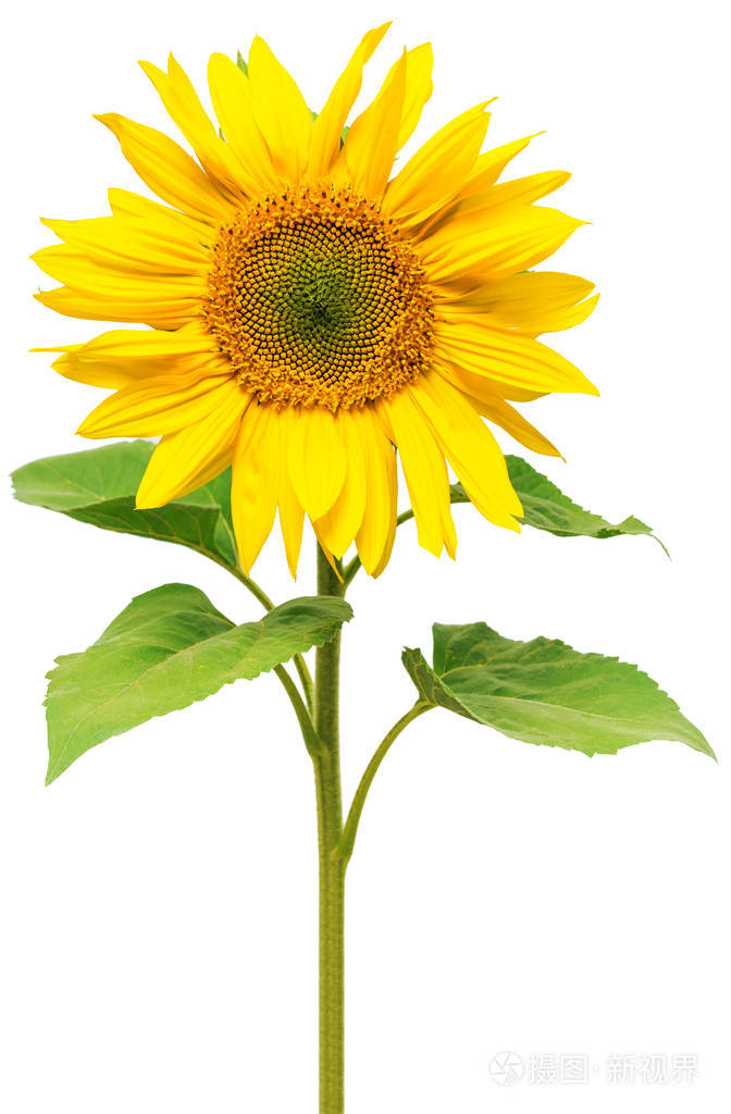 一个美丽的向日葵