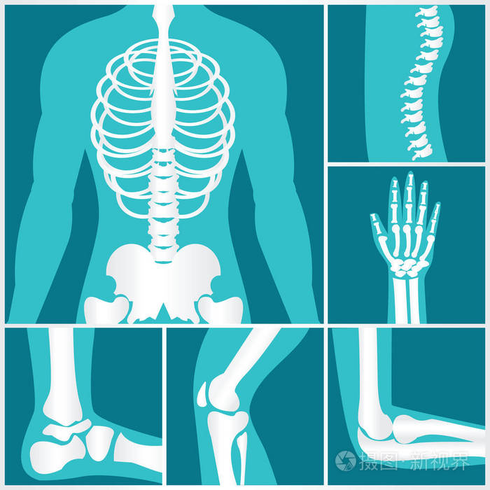 人类骨骼 x 线一套