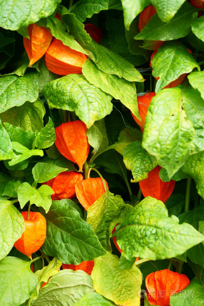 酸浆灯笼草植物