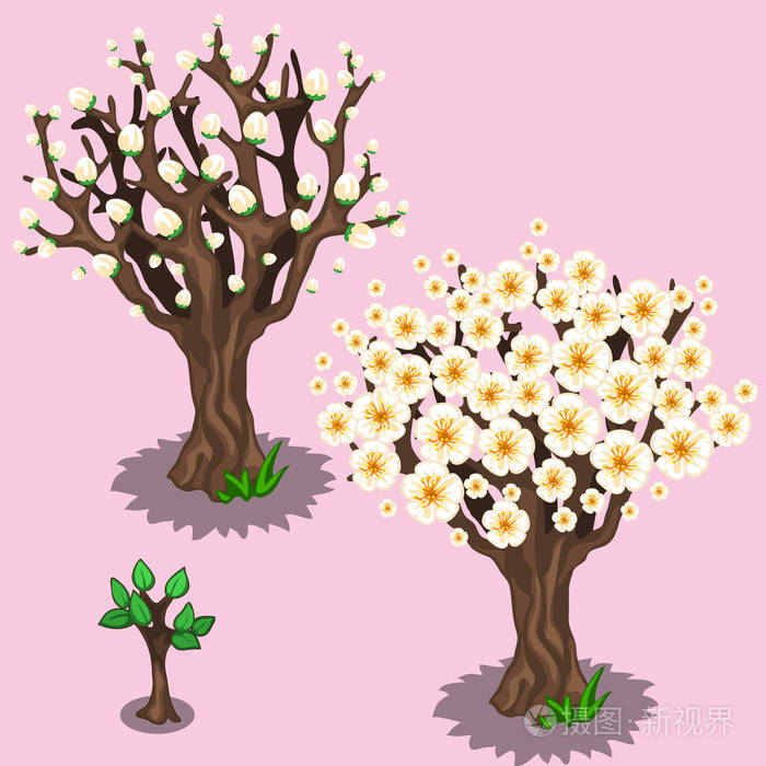 阶段的生长和开花的樱花树樱花