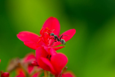 辣麻疯树图片 辣麻疯树素材 辣麻疯树插画 摄图新视界