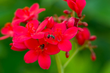 辣麻疯树图片 辣麻疯树素材 辣麻疯树插画 摄图新视界