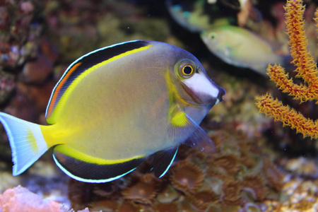 黄色鲂鱼粉褐唐(刺参)照片