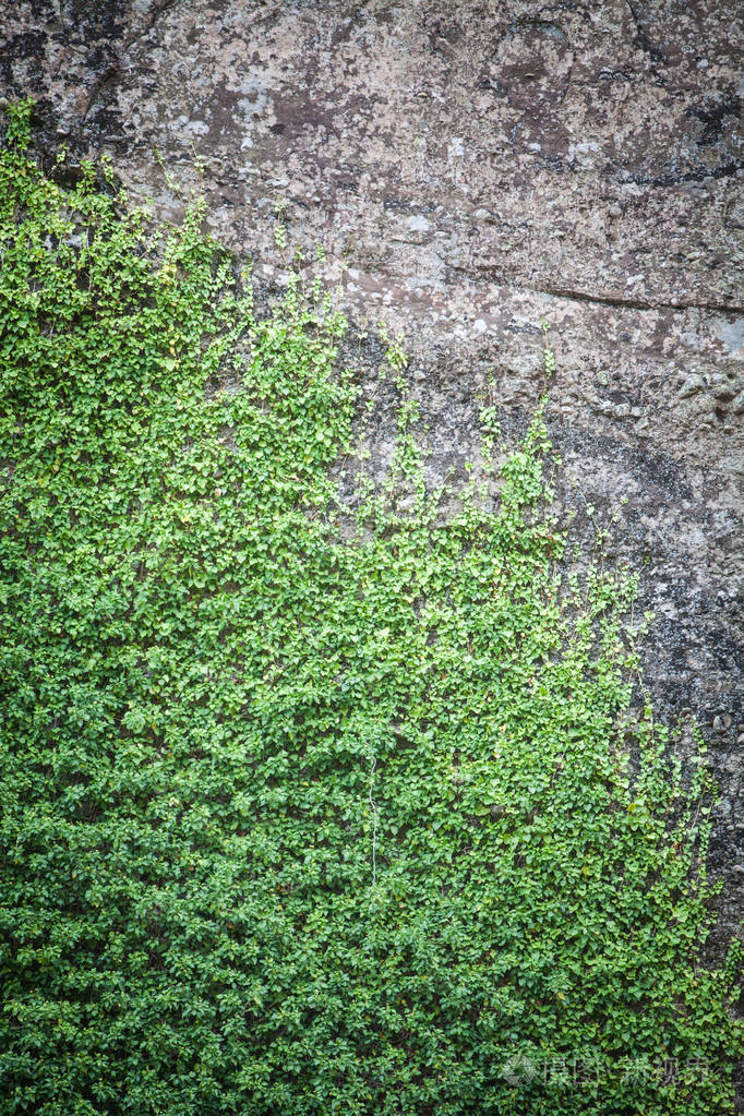 在岩石上生长的植物