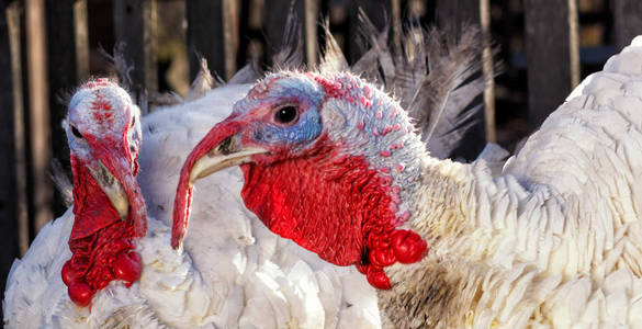 对白色的翅膀图片