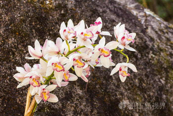 白色的大花蕙兰花