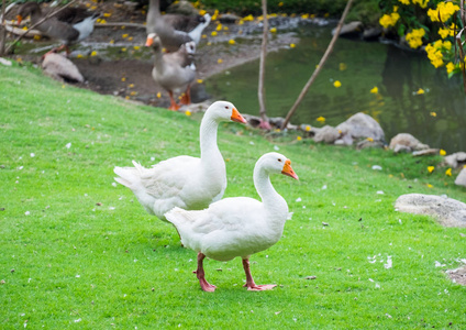 两只美丽的加拿大鹅图片-两只美丽的加拿大鹅素材-两只