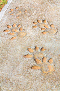 在赞比亚斑马沐浴在清晨的阳光洒在肯尼亚的马赛马拉的母狮长鬃狮子