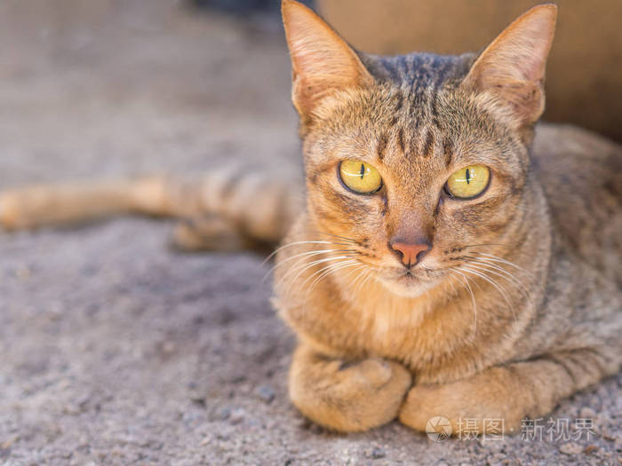 猫躺在地上。看相机的猫