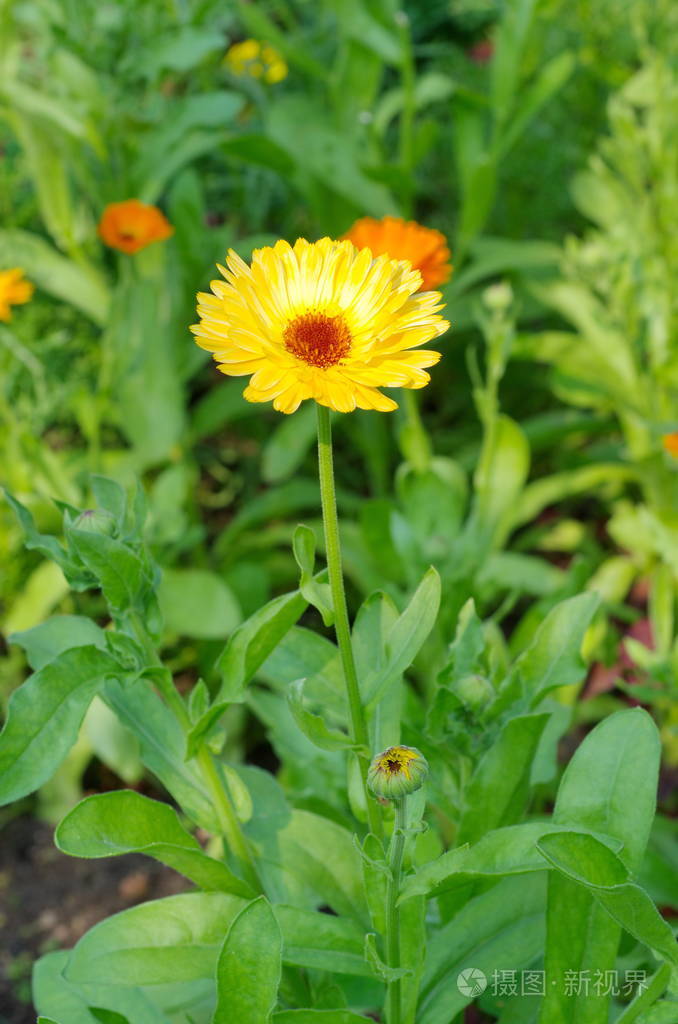 金盏菊lat金盏花