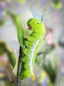 眼镜蛇头宏中的绿色眼镜蛇毛毛虫摄影图