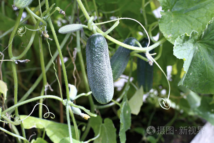 植物上的黄瓜果实照片-正版商用图片1r8064-摄图新视界
