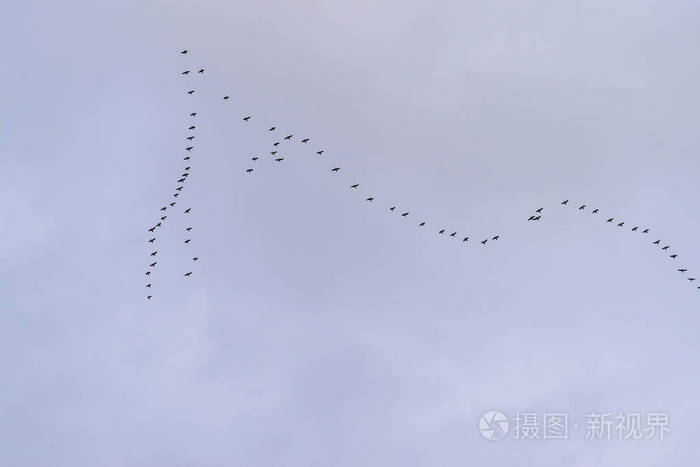 楔雁向南飞..鸟类季节性迁徙。