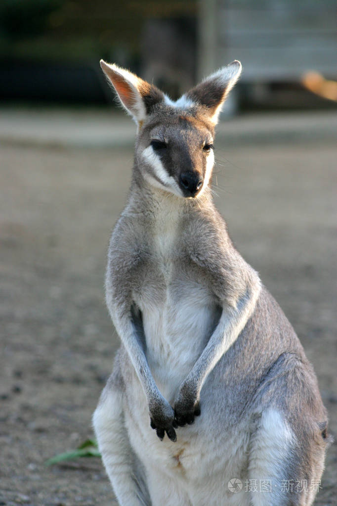 袋鼠是从袋鼠家庭的有袋动物