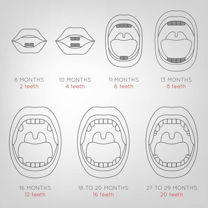 牙齿脱落卡通第一颗乳牙的图表照片