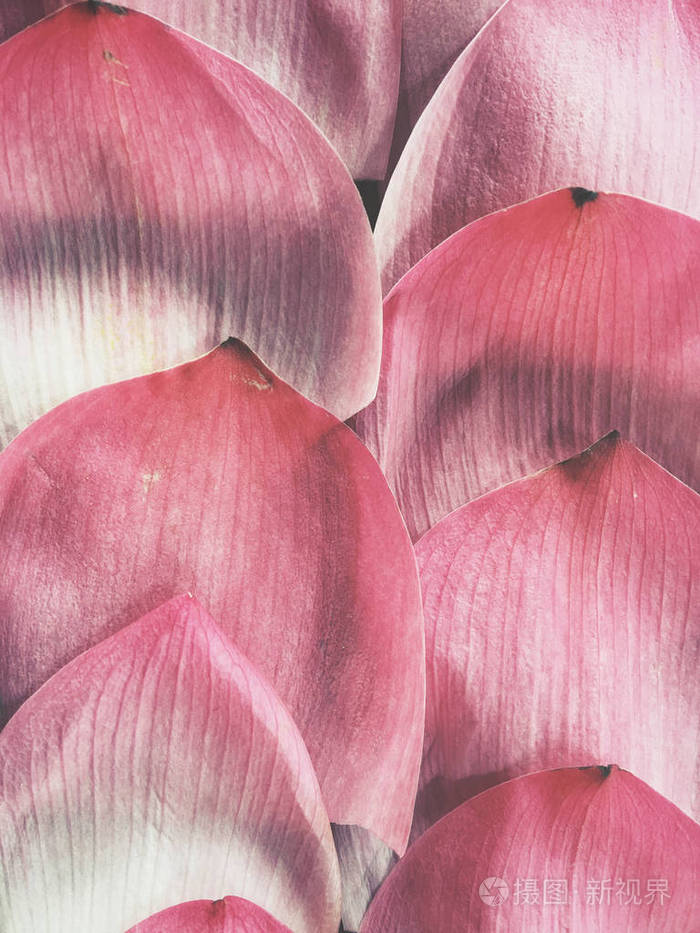 莲花花瓣的特写