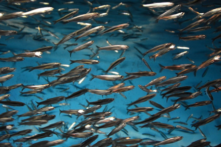 海底学校鱼图片