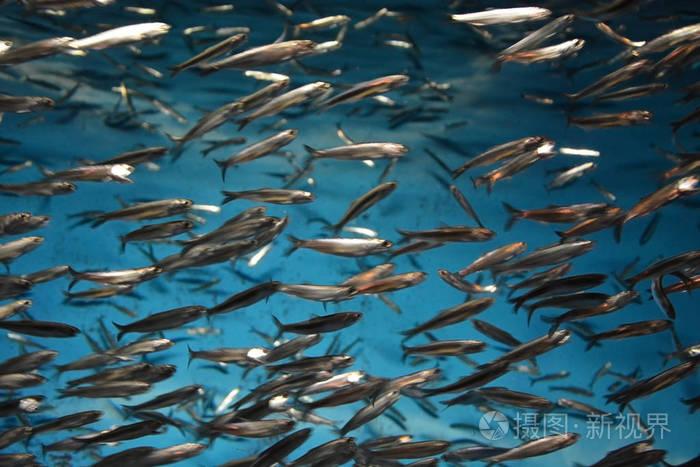学校的鳀鱼背景的抽象运动模糊