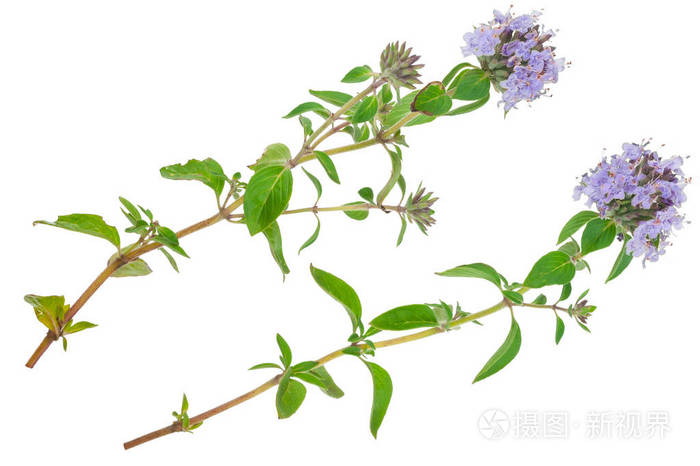 药用植物: 百里香