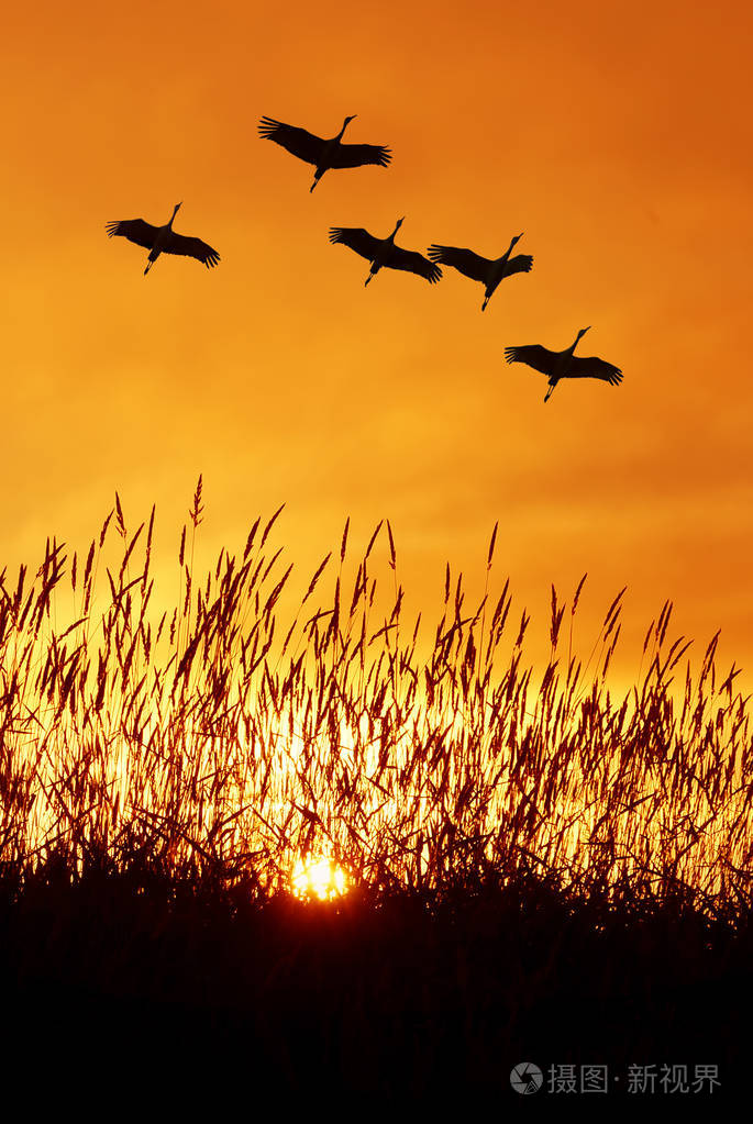 美丽的天空在日落或日出与飞行鸟类自然bac