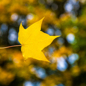 秋天的树木与黄色的树叶图片