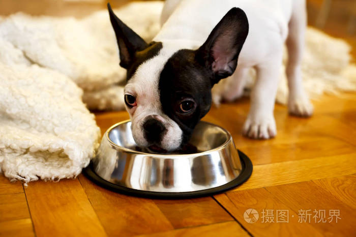 法国斗牛犬小狗从碗里吃的食物