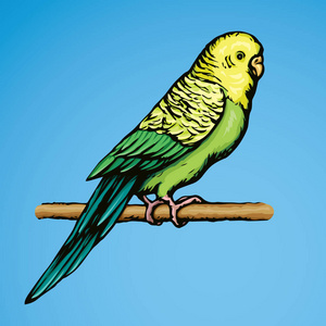 虎皮鹦鹉死亡图图片