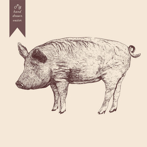 一只小猪的矢量图.手绘.复古风格照片