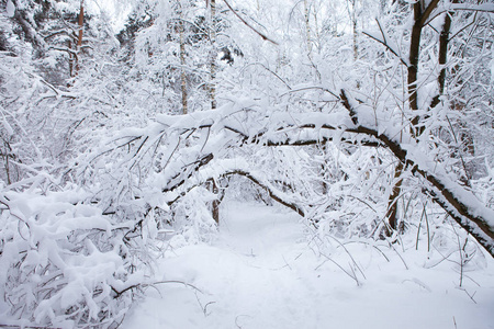 雪冬林图片