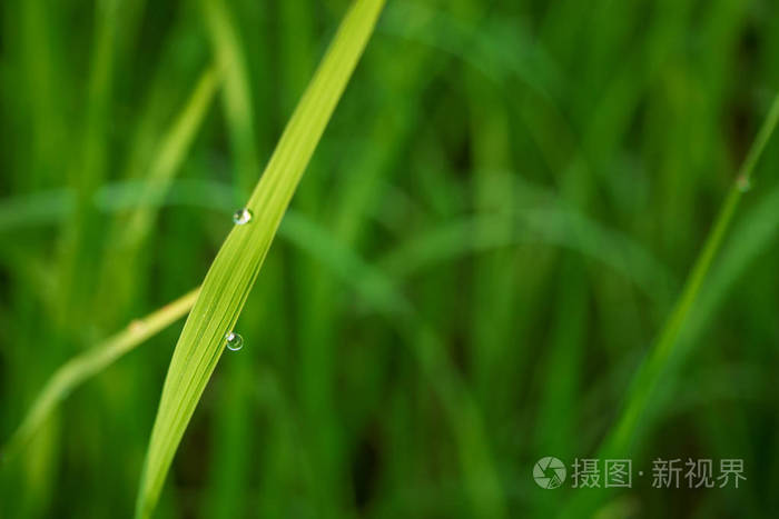 水滴在青青的草地在早晨