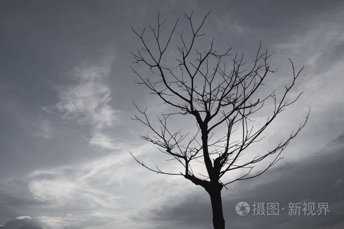 枯树灰蒙蒙的天空在晚上