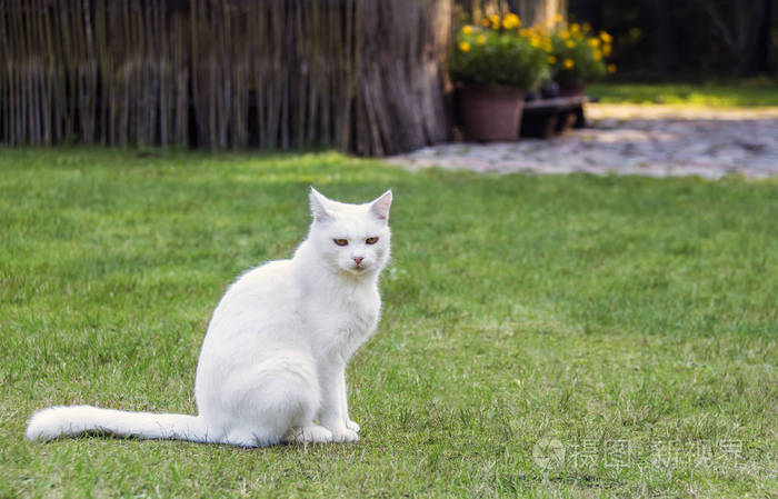白色的猫坐在绿色的草地上