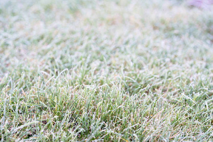 地面霜冻在草地上在寒冷的草地上在冬天的早晨