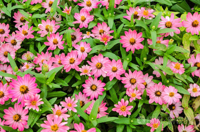 粉红色的百合草花园里的花