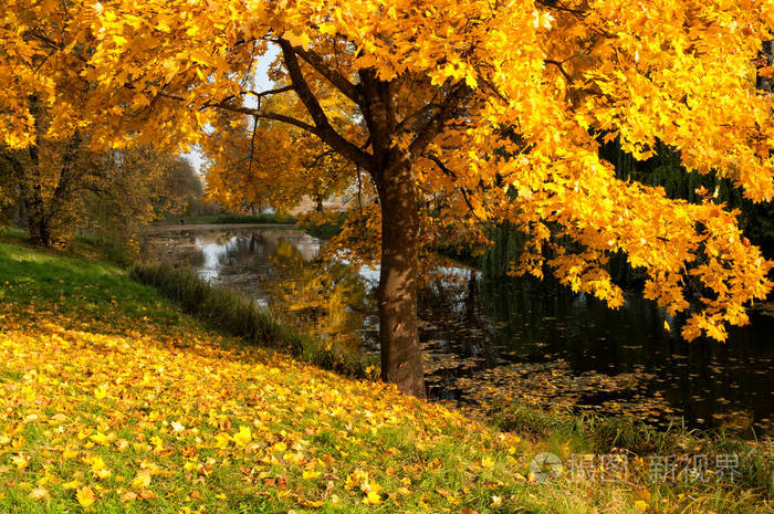 美丽的枫叶树在秋天