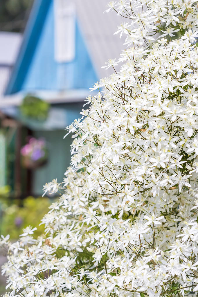 铁线莲clematispanulata盛开的白色铁线莲垂直园艺