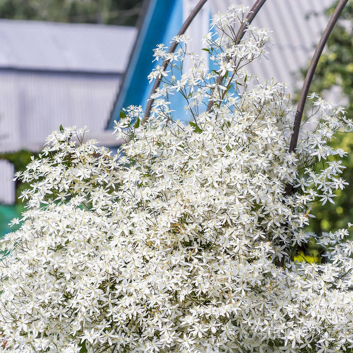 铁线莲clematispanulata盛开的白色铁线莲垂直园艺