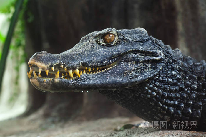 居维叶的侏儒凯门鳄