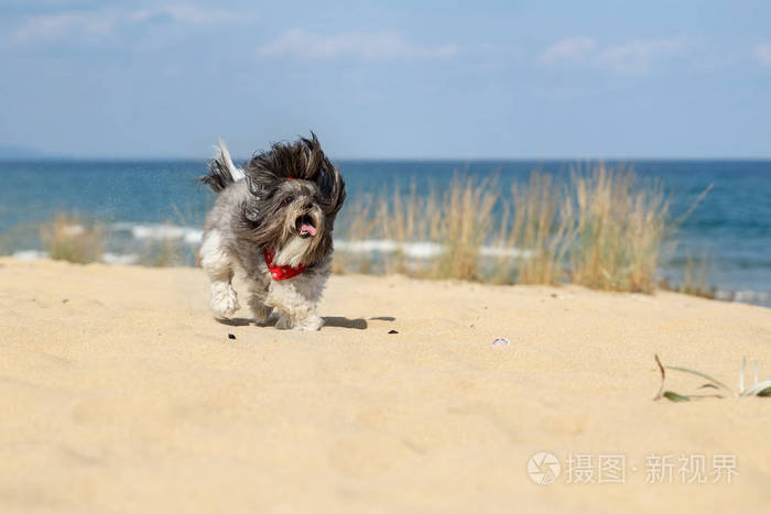 快乐跑狗在沙滩上